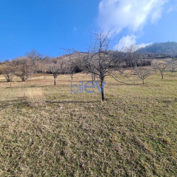Satış  otaqlı Torpaq  330m², Qəbələ