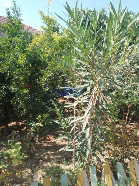 Satılır 3 otaqlı Bağ evi  80m², Bakı
