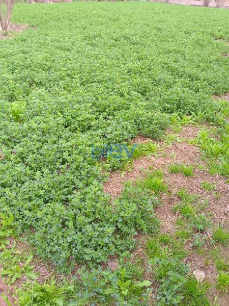 Satılır  otaqlı Torpaq  2m², Bakı