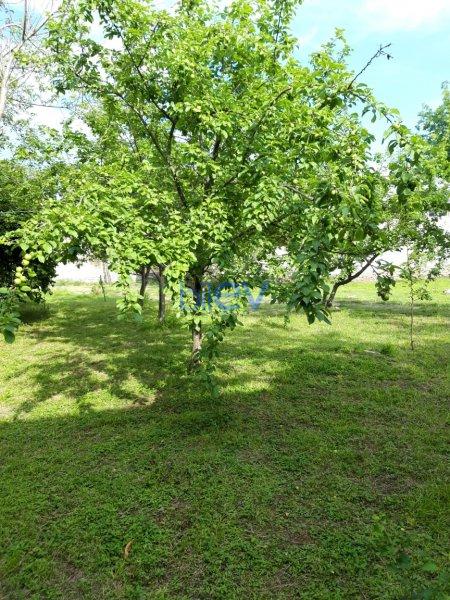 Günlük Kirayə 3 otaqlı Həyət evi  100m², Qəbələ