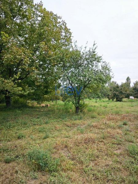 Satış  otaqlı Torpaq  70 sotm², Qəbələ