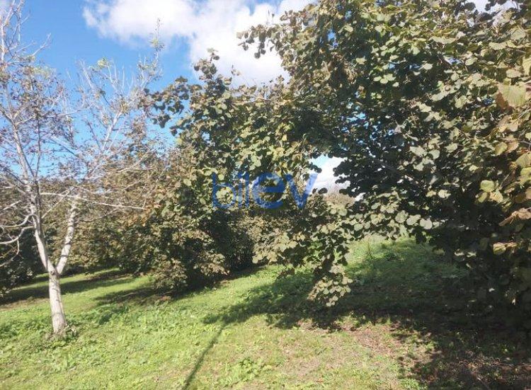 Satılır  otaqlı Torpaq  1200m², Qəbələ