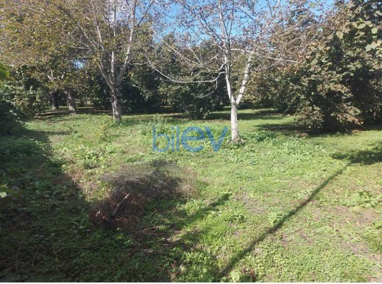 Satılır  otaqlı Torpaq  1200m², Qəbələ