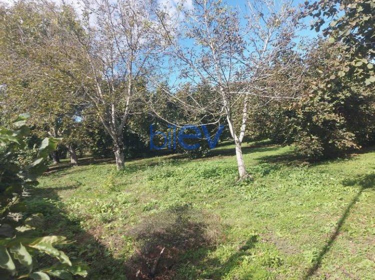 Satılır  otaqlı Torpaq  1200m², Qəbələ