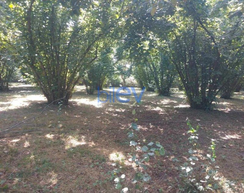 Satış  otaqlı Torpaq  2400m², Qəbələ