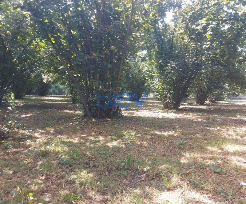 Satış  otaqlı Torpaq  2400m², Qəbələ