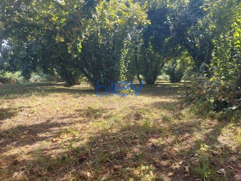 Satış  otaqlı Torpaq  2400m², Qəbələ