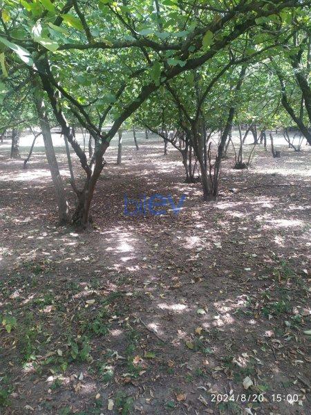 Satılır  otaqlı Torpaq  19m², Qusar
