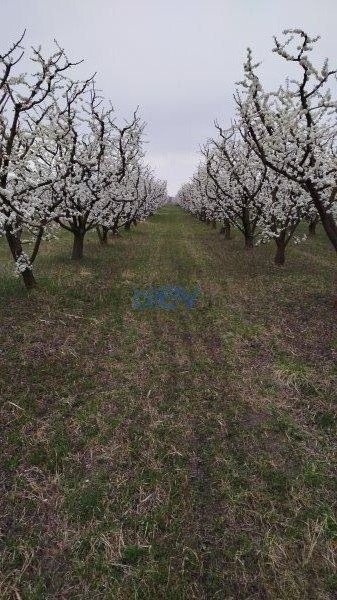 Satılır  otaqlı Torpaq  101m², Quba