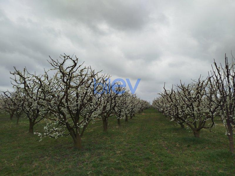 Satılır  otaqlı Torpaq  101m², Quba