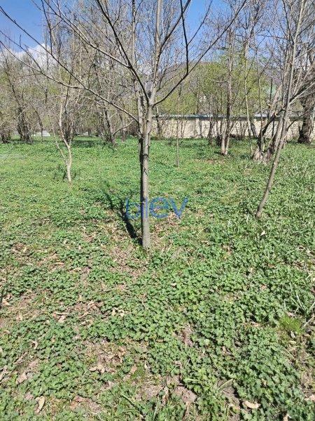 Satış  otaqlı Torpaq  10m², Qəbələ