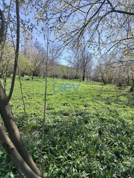Satış  otaqlı Torpaq  10m², Qəbələ