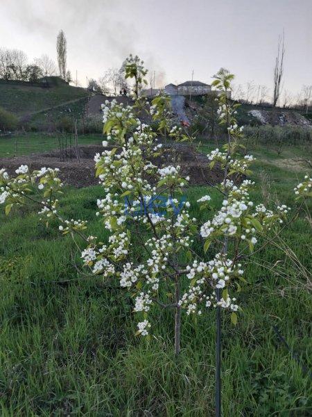 Satılır  otaqlı Torpaq  64m², Quba