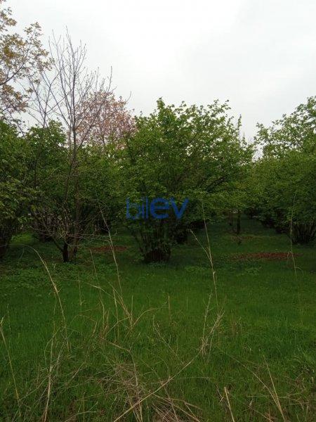 Satılır  otaqlı Torpaq  2000m², Qəbələ