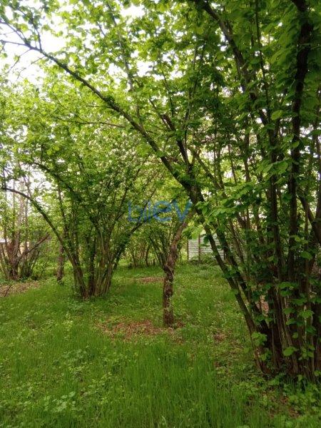 Satılır  otaqlı Torpaq  2000m², Qəbələ