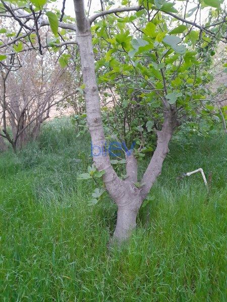 Satılır 3 otaqlı Həyət evi  600m², Bakı
