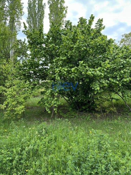 Satılır  otaqlı Torpaq  31m², Gəncə