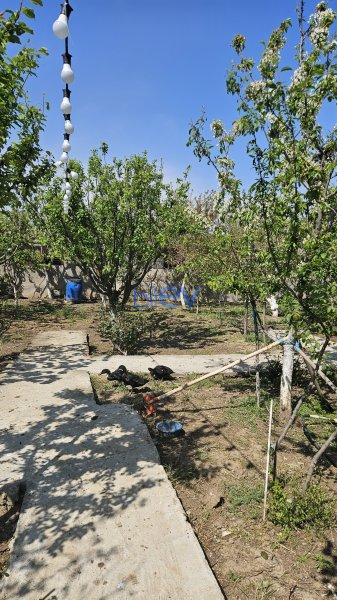 Satış 5 otaqlı Həyət evi  300m², Bakı