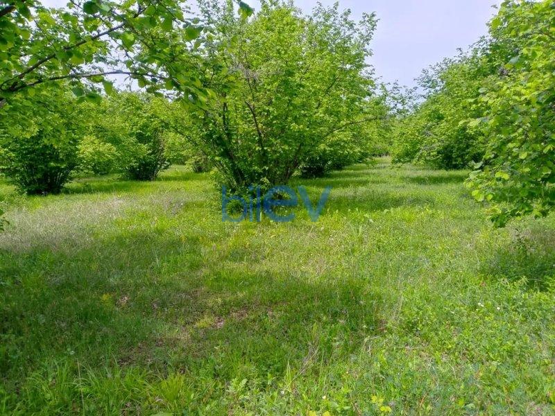 Satış  otaqlı Torpaq  20m², Qəbələ