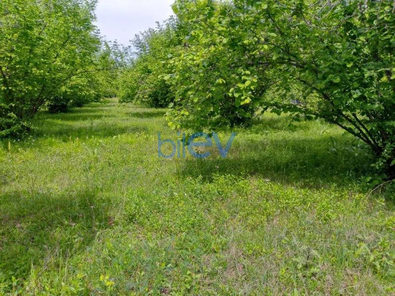 Satış  otaqlı Torpaq  20m², Qəbələ