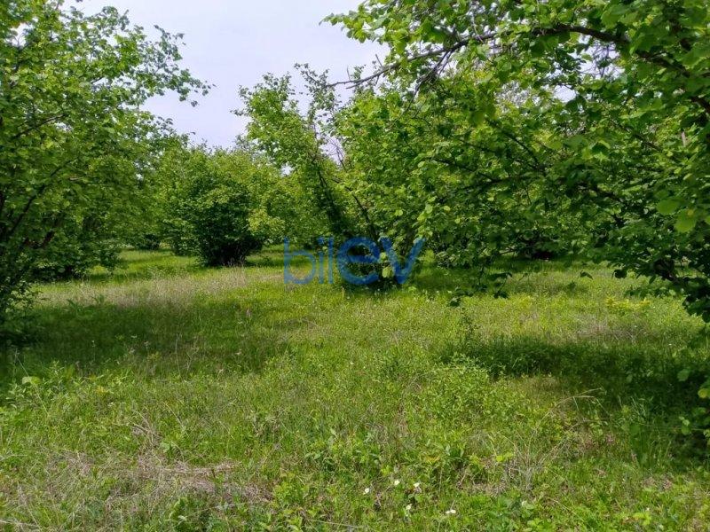 Satış  otaqlı Torpaq  20m², Qəbələ