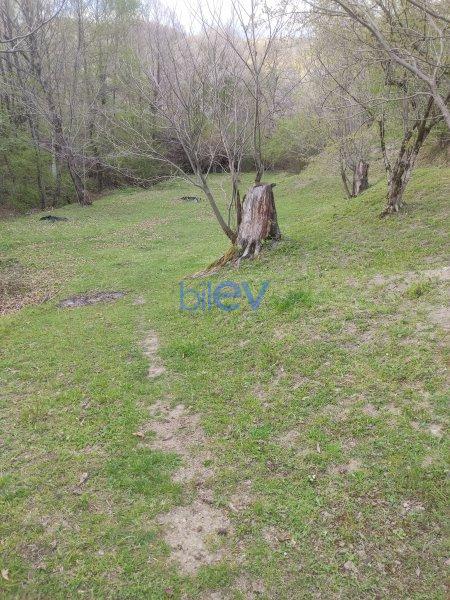 Satış  otaqlı Torpaq  40m², Qəbələ