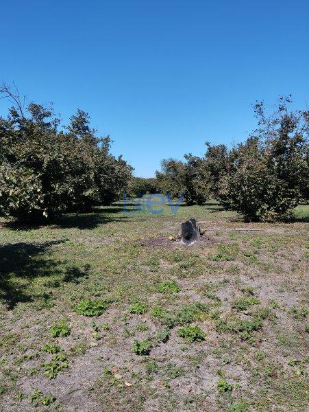 Satılır  otaqlı Torpaq  7000m², Qəbələ