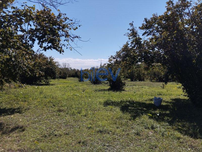 Satılır  otaqlı Torpaq  7000m², Qəbələ
