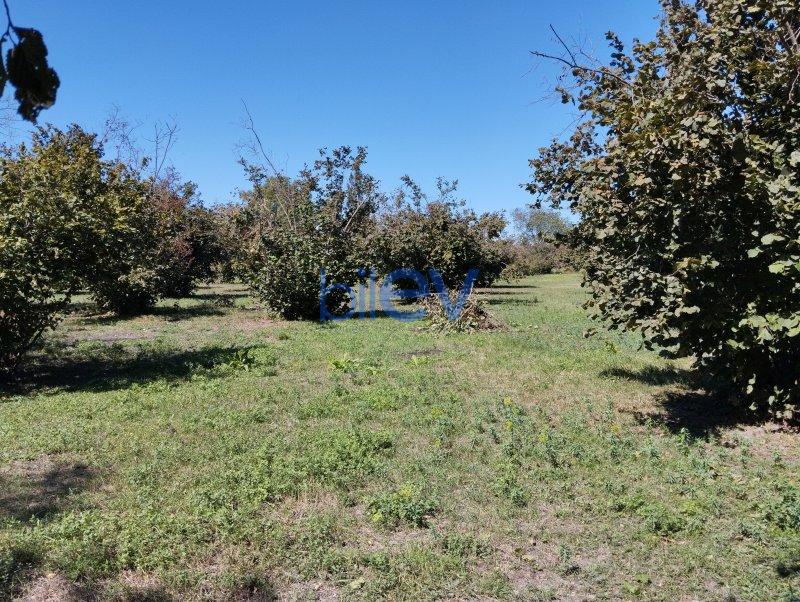 Satılır  otaqlı Torpaq  7000m², Qəbələ