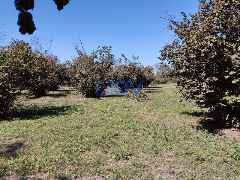 Satılır  otaqlı Torpaq  7000m², Qəbələ