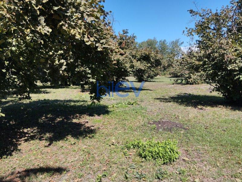 Satılır  otaqlı Torpaq  7000m², Qəbələ