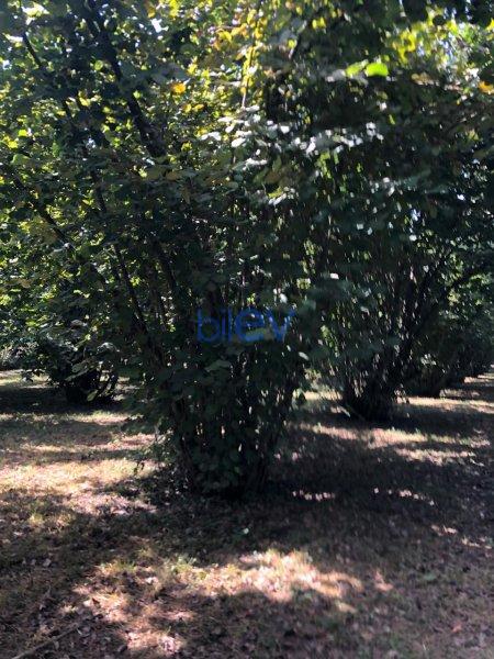 Satılır  otaqlı Torpaq  20m², Qəbələ