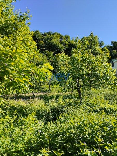 Satılır  otaqlı Bağ evi  12m², İsmayıllı
