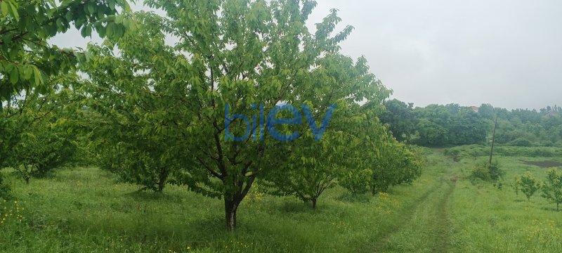 Satılır  otaqlı Torpaq  95m², Quba