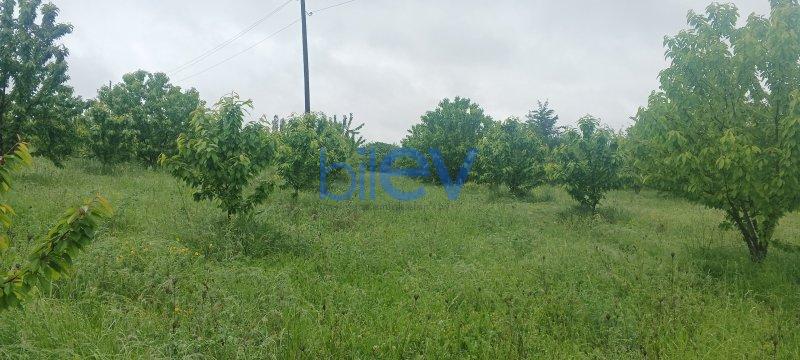 Satılır  otaqlı Torpaq  95m², Quba