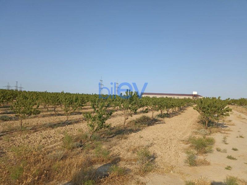 Satılır  otaqlı Torpaq  3000m², Bakı