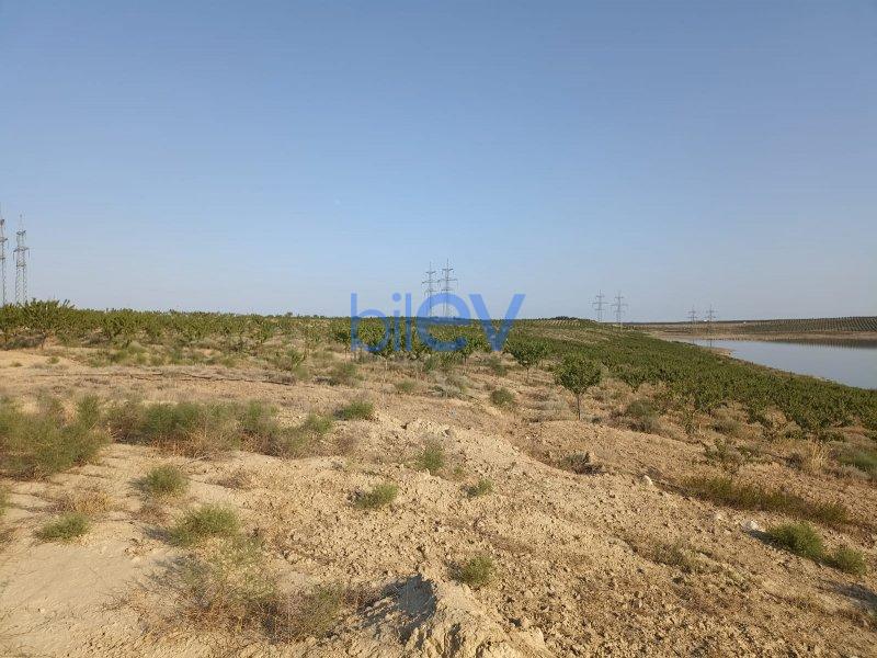 Satılır  otaqlı Torpaq  3000m², Bakı