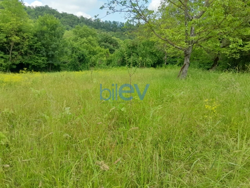 Satış  otaqlı Torpaq  15m², Qəbələ