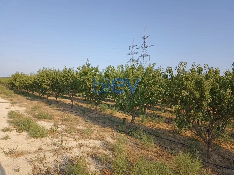 Satış  otaqlı Torpaq  3000m², Bakı