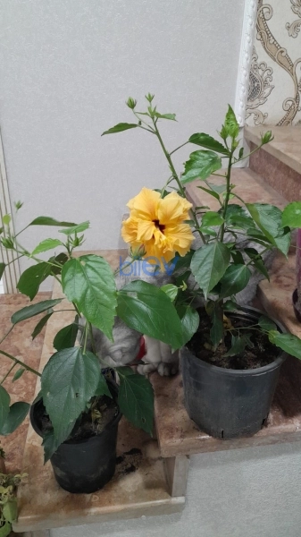 Satış 4 otaqlı Həyət evi  180m², Bakı