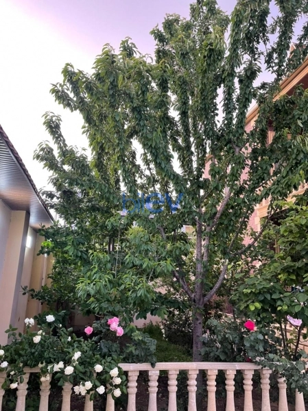 Satış 7 otaqlı Villa  286m², Bakı