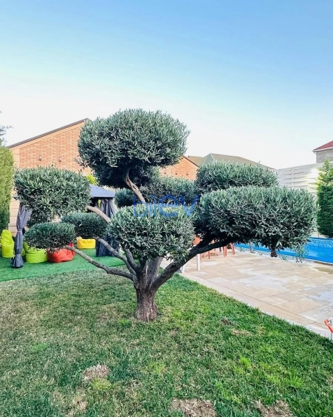 Günlük Kirayə 5 otaqlı Bağ evi  210m², Bakı