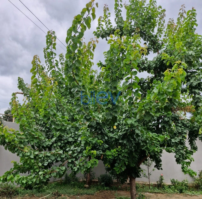 Satış 3 otaqlı Həyət evi  100m², Bakı