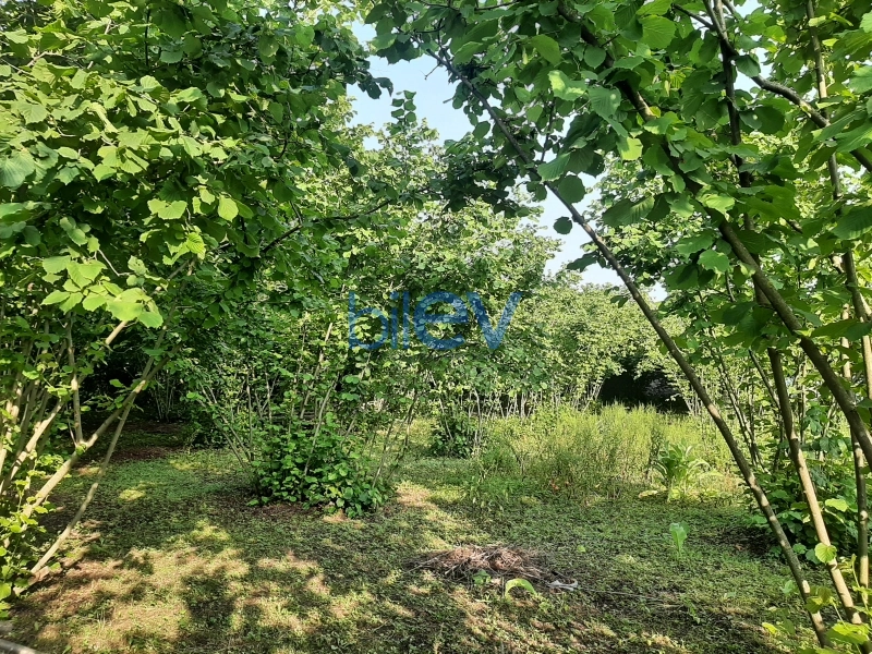 Satış  otaqlı Torpaq  43m², Qəbələ