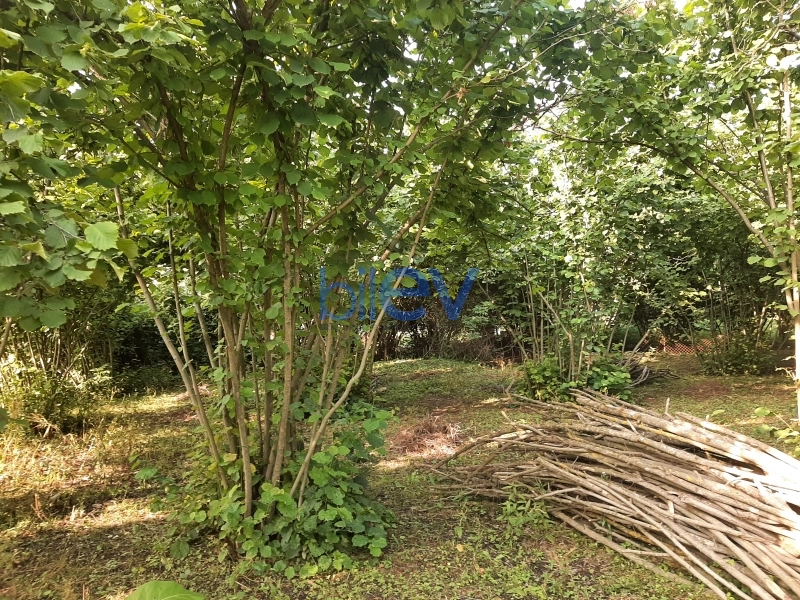 Satış  otaqlı Torpaq  43m², Qəbələ