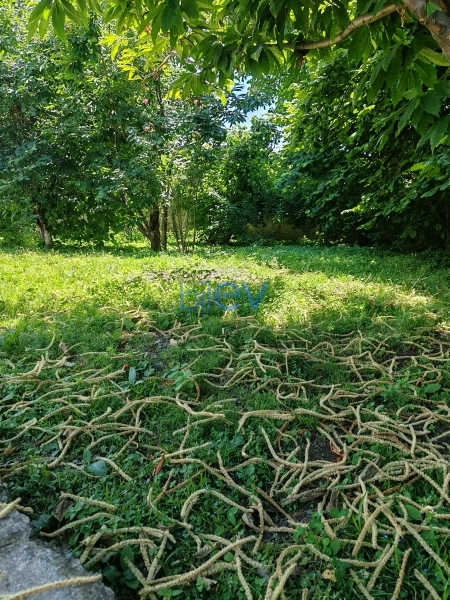 Satış 4 otaqlı Həyət evi  1300m², Qəbələ
