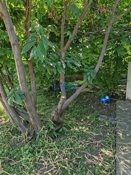 Satış 4 otaqlı Həyət evi  1300m², Qəbələ