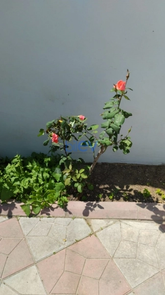 Satış 4 otaqlı Həyət evi  210m², Bakı
