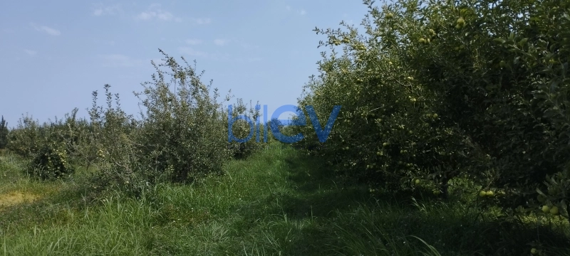 Satış  otaqlı Torpaq  115m², Quba