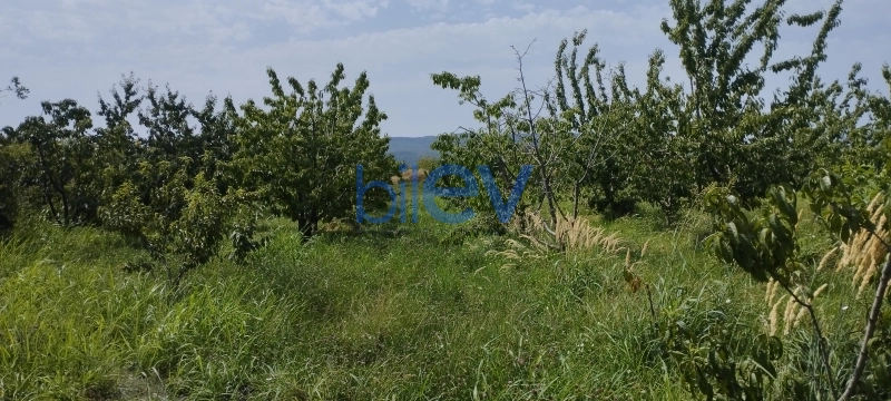 Satış  otaqlı Torpaq  115m², Quba